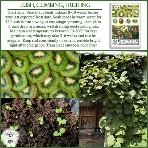 Isla's Garden Seeds kiwi-vine maturing on a tall trellis, backyard orchard vibe