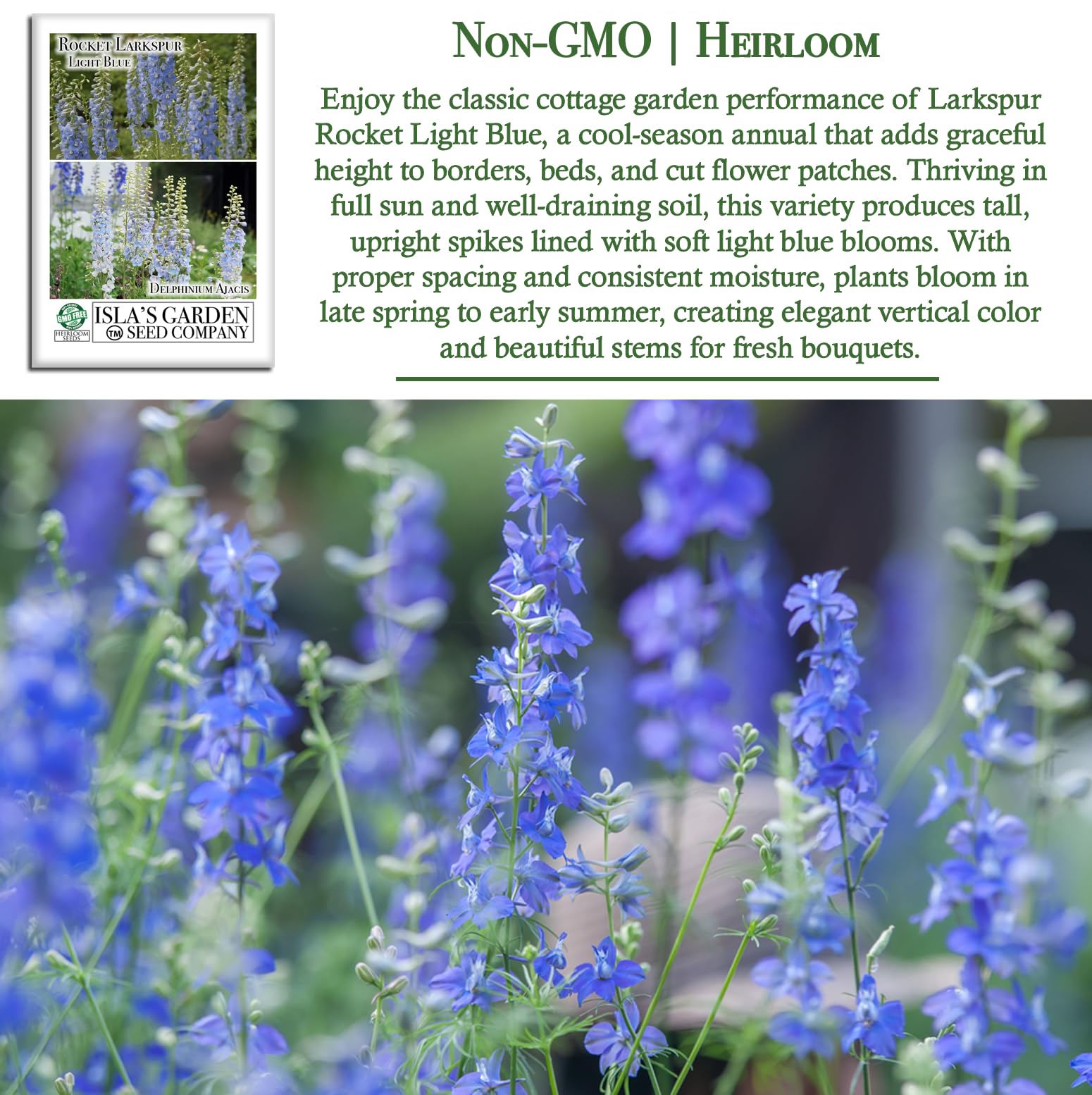 Isla's Garden Seeds Larkspur Rocket Light Blue border plant adds architectural color.