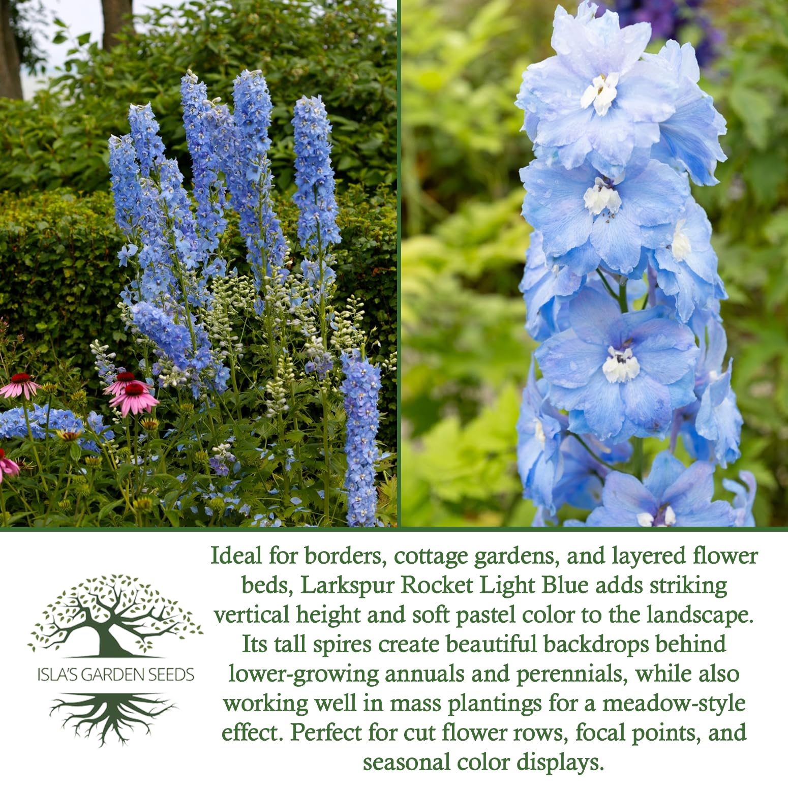 Isla's Garden Seeds Larkspur Rocket Light Blue germination in cool conditions guidance.