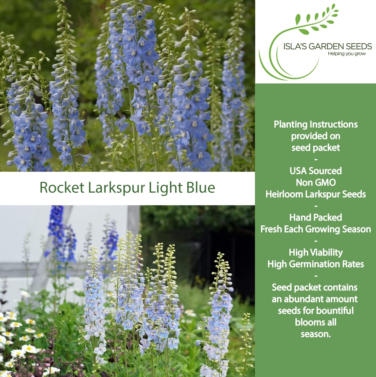 Isla's Garden Seeds Larkspur Rocket Light Blue spike creates vertical drama in borders.