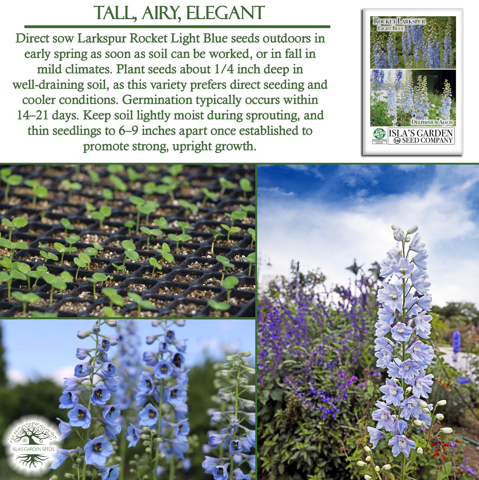 Isla's Garden Seeds Larkspur Rocket Light Blue tall stem for dramatic bouquets.