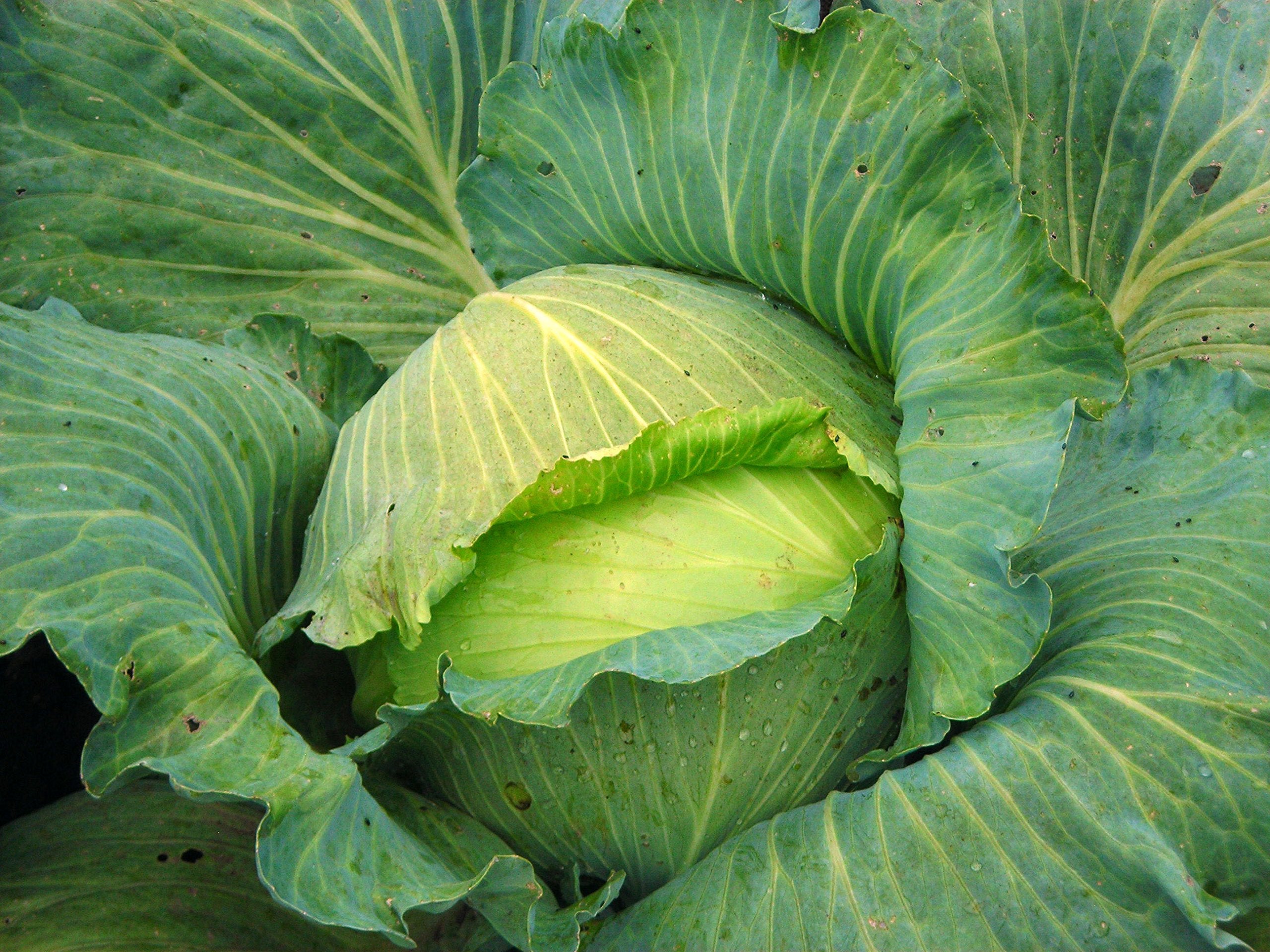 Isla's Garden Seeds harvest image, sturdy late-season heads ready for storage or use