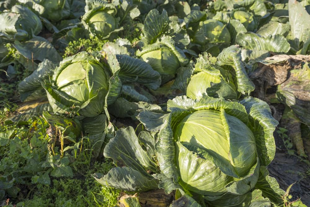 Isla's Garden Seeds head size closeup, 12-inch diameter flat Dutch cabbage detail