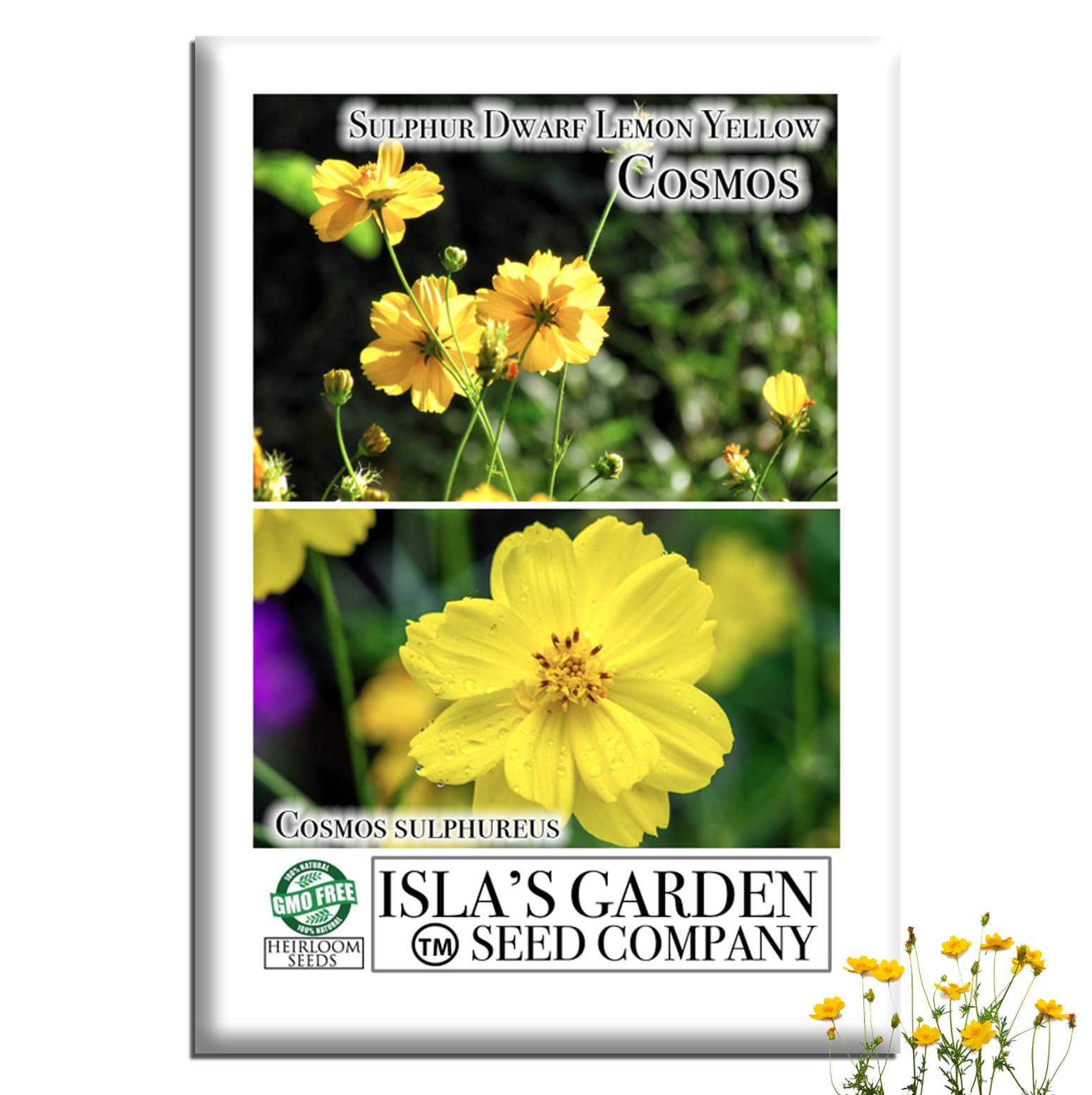 Isla's Garden Seeds lemon yellow dwarf cosmos blooms brighten beds with compact sun-loving color