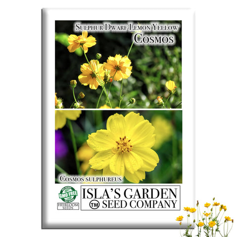 Isla's Garden Seeds lemon yellow dwarf cosmos blooms brighten beds with compact sun-loving color