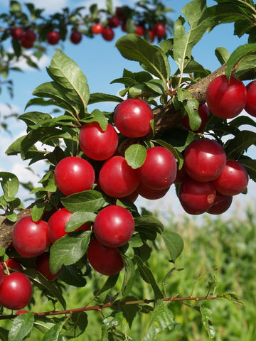 Moist soil habitat illustration for healthy plum tree growth.