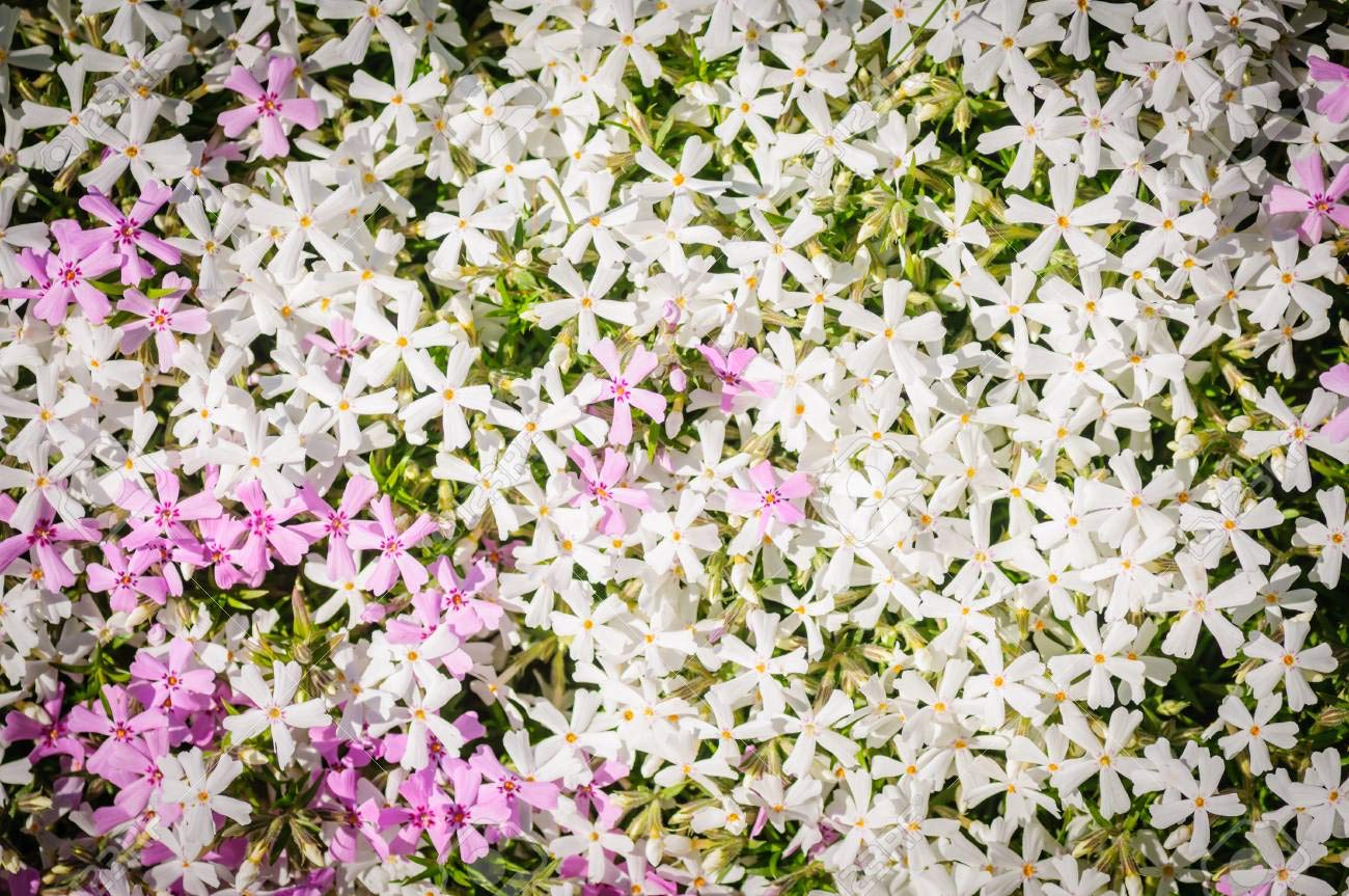 Isla's Garden Seeds Mountain Phlox annual seeds for dependable yearly color and fragrance.