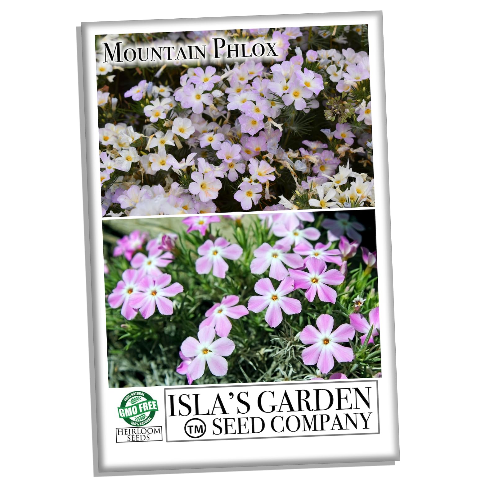 Isla's Garden Seeds Mountain Phlox fragrant flowers enhance borders and add scent to outdoor spaces.