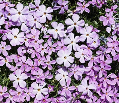 Isla's Garden Seeds Mountain Phlox soft purple-tinted petals create a gentle woodland-inspired display.