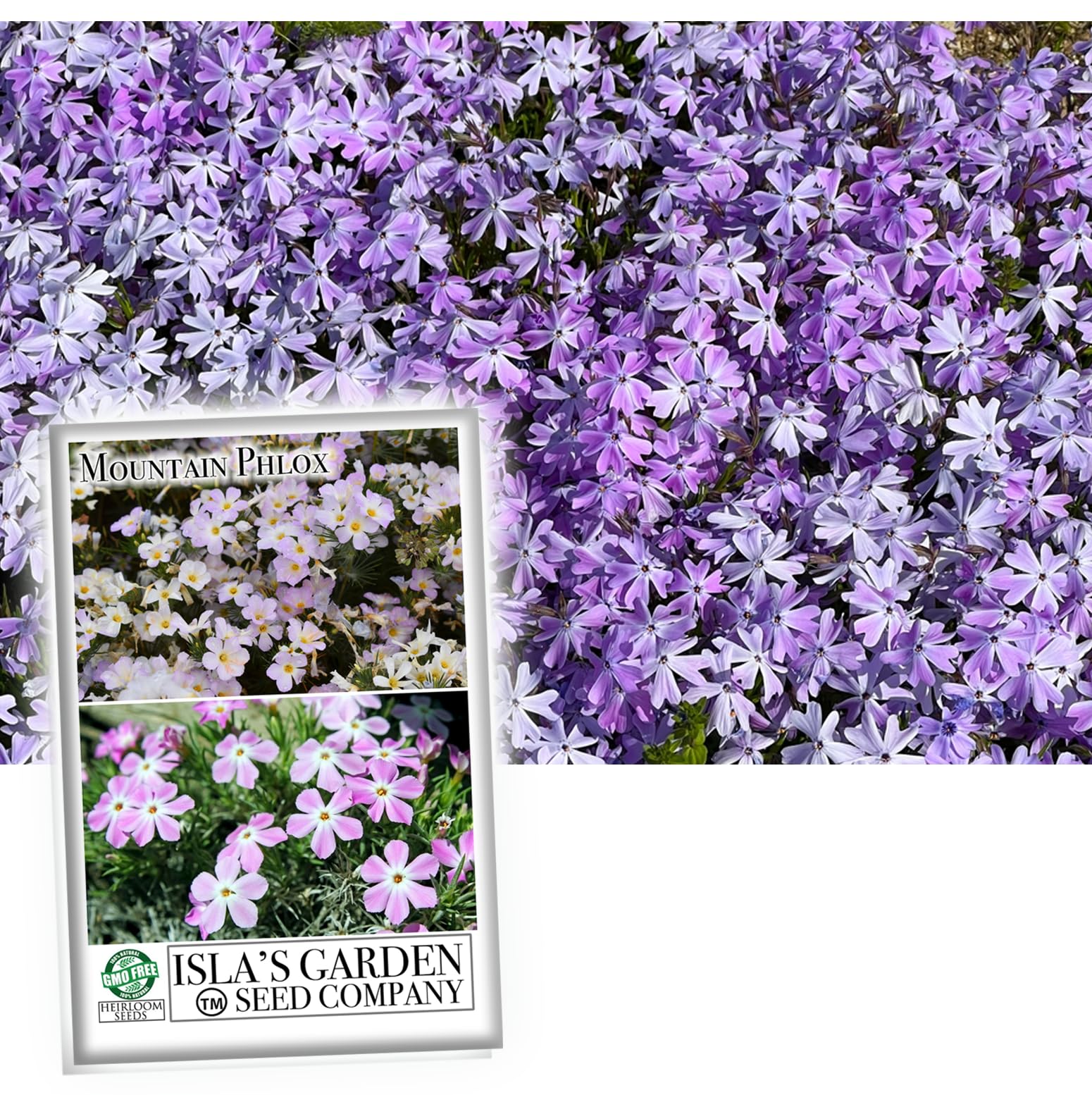 Isla's Garden Seeds Mountain Phlox pink blooms brighten gardens with long-lasting color and fragrance.