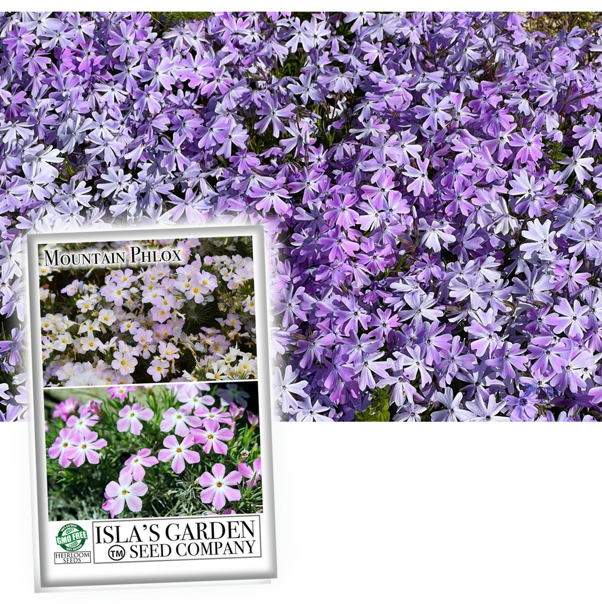 Isla's Garden Seeds Mountain Phlox pink blooms brighten gardens with long-lasting color and fragrance.