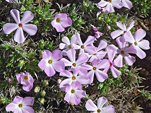 Isla's Garden Seeds Mountain Phlox native wildflower variety suited to US gardens and natural landscapes.
