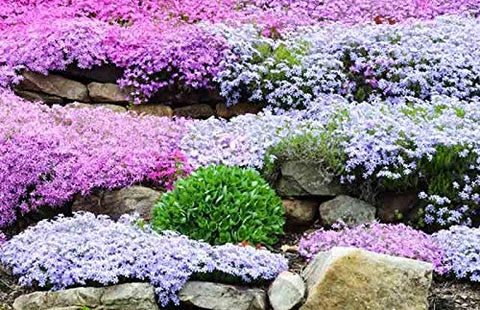 Isla's Garden Seeds Mountain Phlox zone 3-10 adaptability for cool to moderate climates.