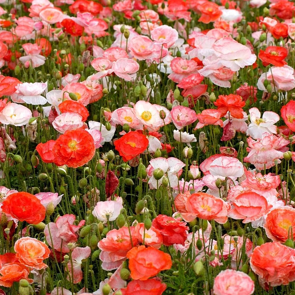 Isla's Garden Seeds Papaver rhoeas 2-inch double blooms in salmon, rose, pink, and red.