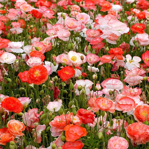 Isla's Garden Seeds Papaver rhoeas 2-inch double blooms in salmon, rose, pink, and red.