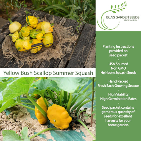 Isla's Garden Seeds pattypan squash plants growing compact and space-saving for small gardens.