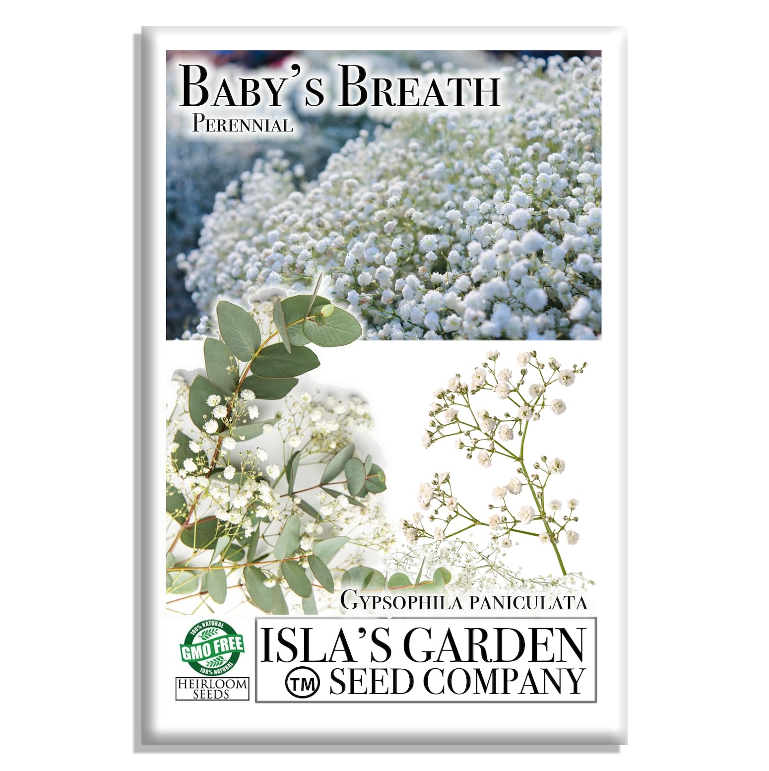 Isla’s Garden Seeds perennial baby's breath seed; borders and cut flowers.