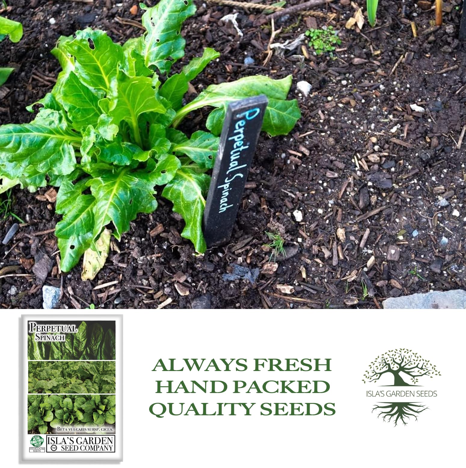 Isla's Garden Seeds plant spacing 8-10 inches for larger growth.