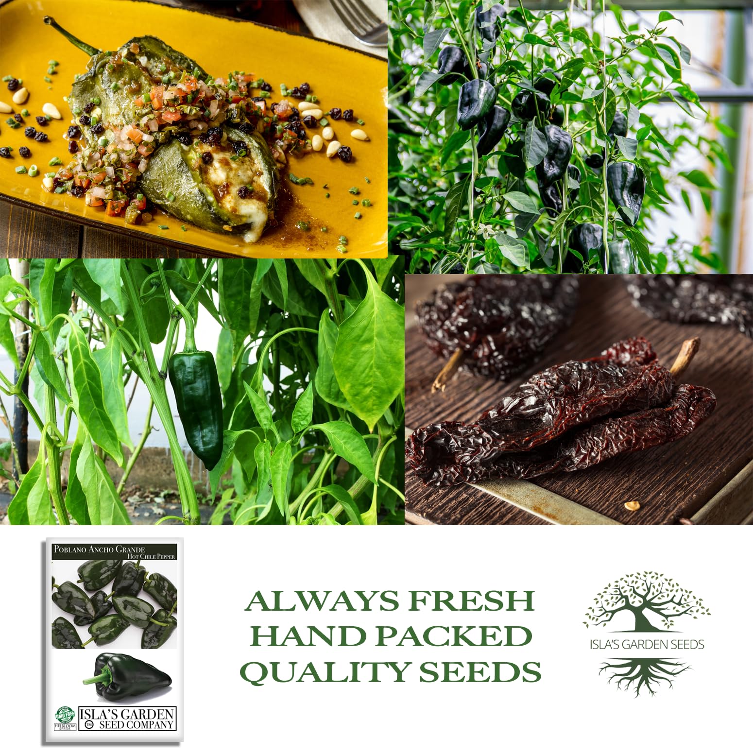 Isla's Garden Seeds Poblano Ancho Grande dried ancho pepper for authentic flavor