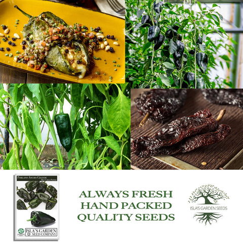 Isla's Garden Seeds Poblano Ancho Grande dried ancho pepper for authentic flavor