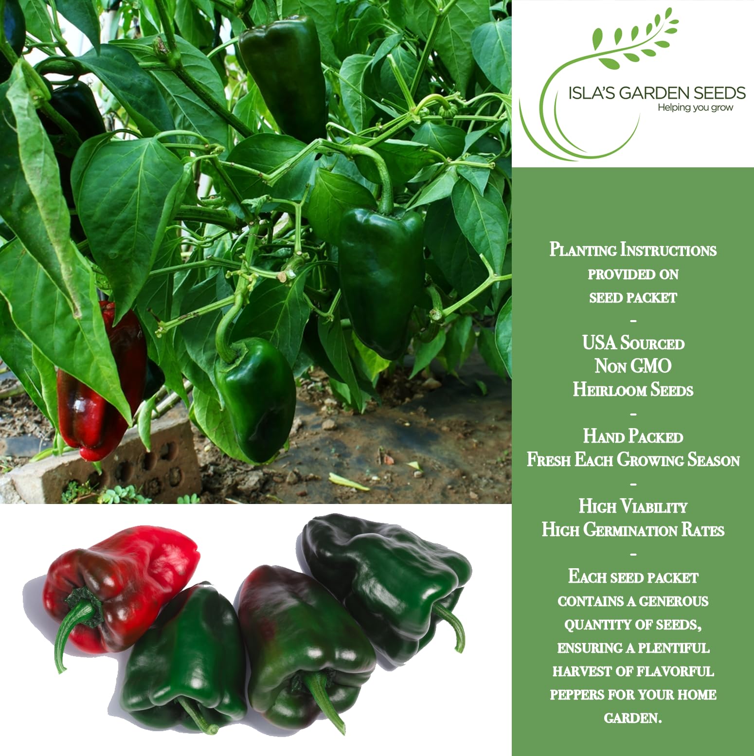 Isla's Garden Seeds Poblano Ancho Grande green pepper ideal for fresh roasting