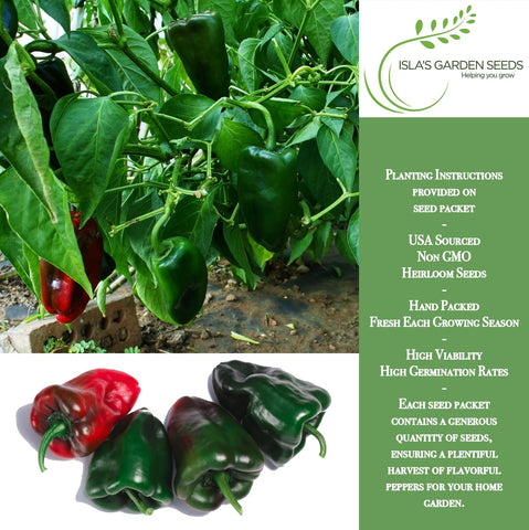Isla's Garden Seeds Poblano Ancho Grande green pepper ideal for fresh roasting