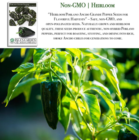 Isla's Garden Seeds Poblano Ancho Grande peppers maturing to red for harvest