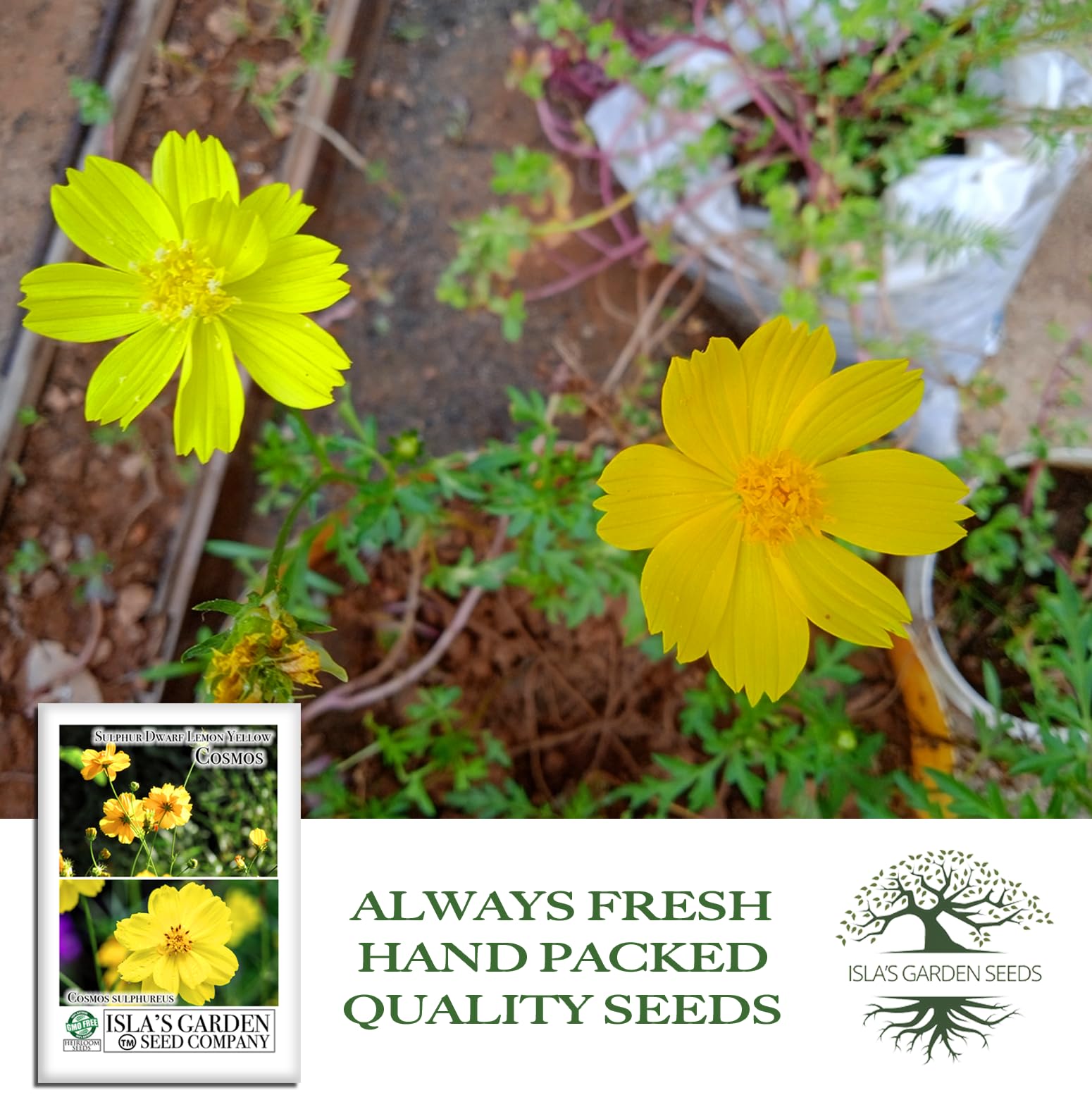 Isla's Garden Seeds pollinator-friendly cosmos attract bees and butterflies