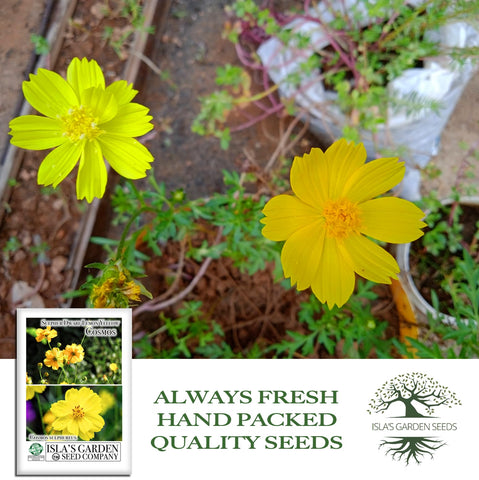 Isla's Garden Seeds pollinator-friendly cosmos attract bees and butterflies