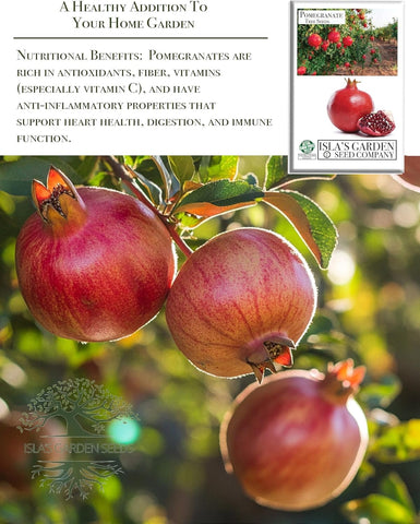 Red pomegranate fruit ripening on tree with Isla's Garden Seeds seeds