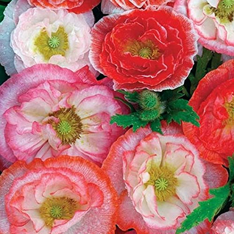 Isla's Garden Seeds Poppy flowers designed for cut arrangements with long-lasting stems.