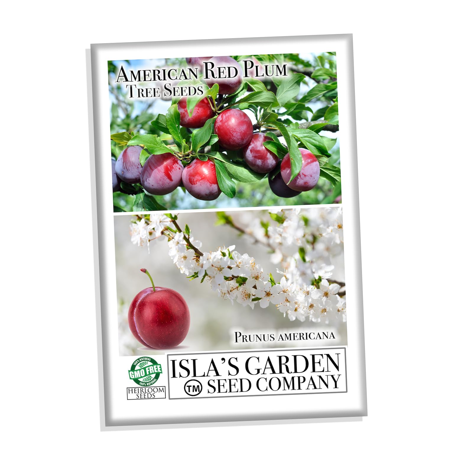 Isla's Garden Seeds Prunus americana fruits color yellow to red for fresh eating.