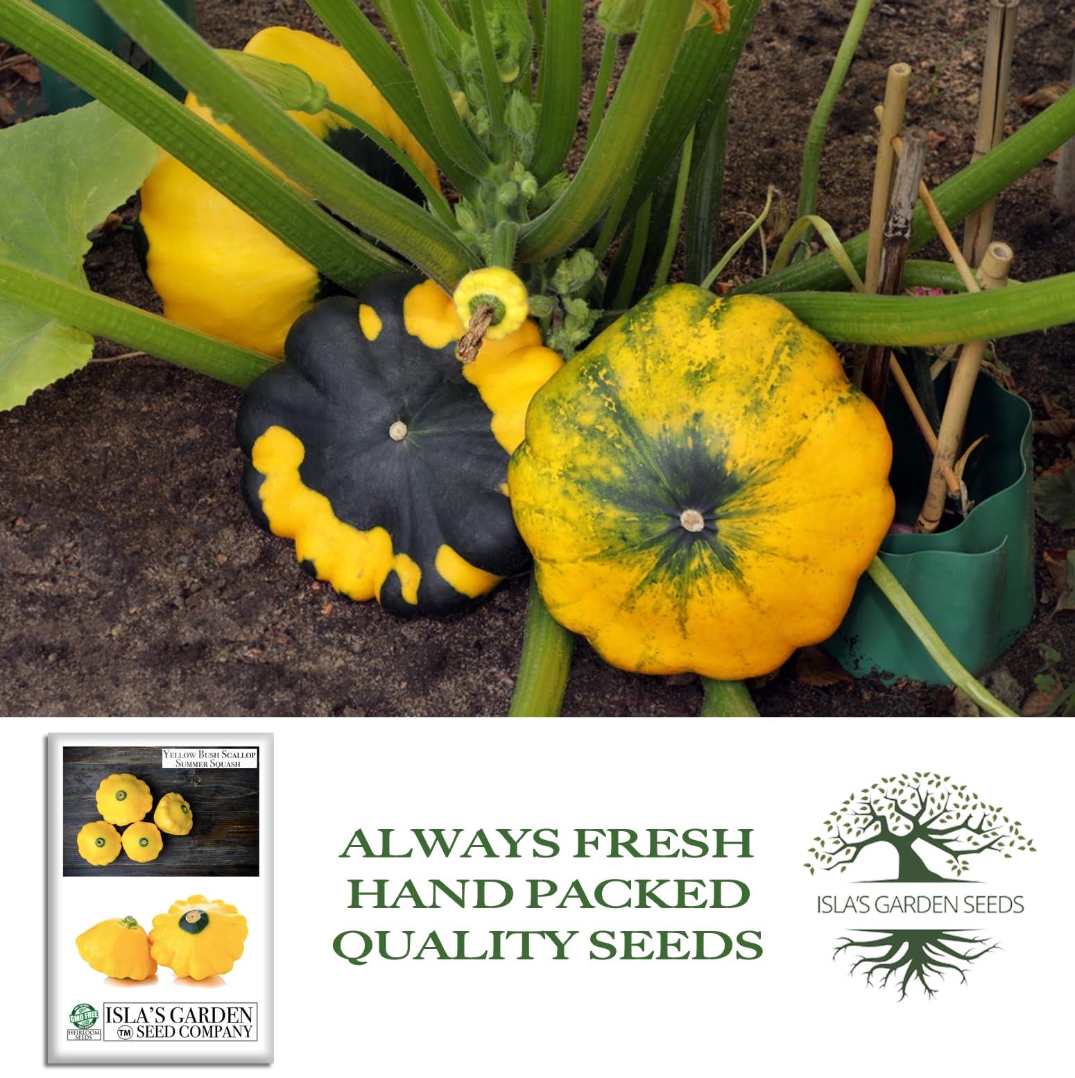 Isla's Garden Seeds raised bed squash harvest showing bright yellow fruits.