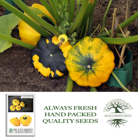 Isla's Garden Seeds raised bed squash harvest showing bright yellow fruits.