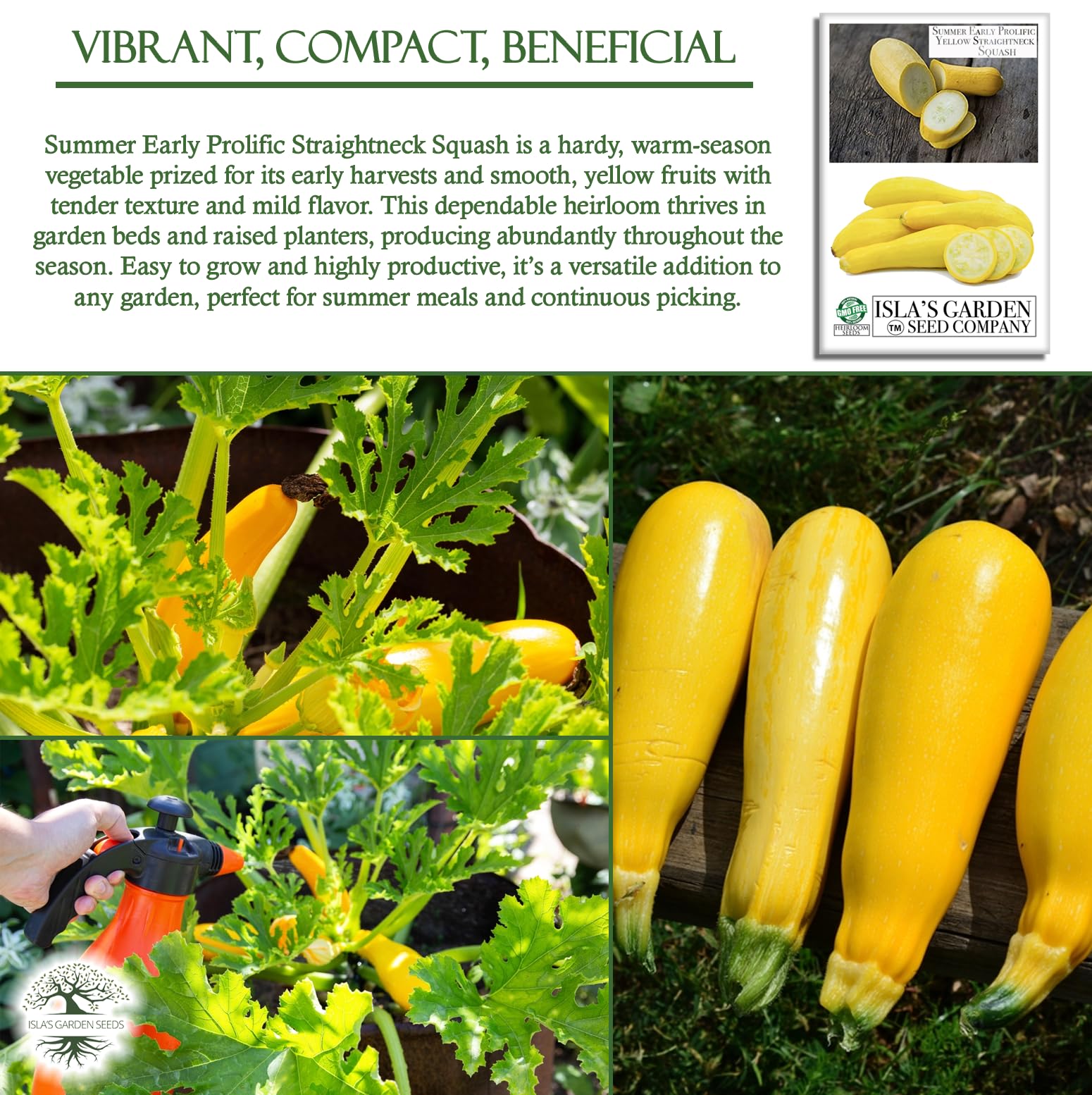 Isla's Garden Seeds early harvest of mature squash
