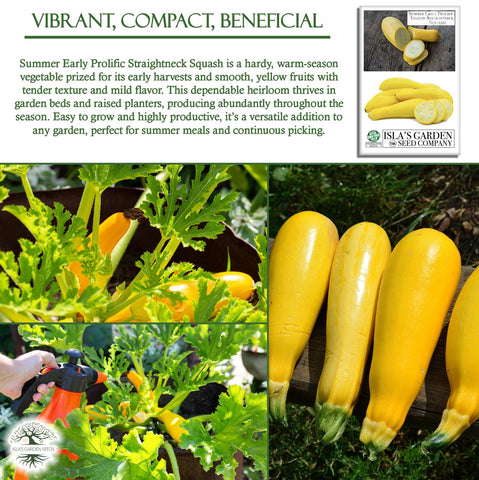 Isla's Garden Seeds early harvest of mature squash