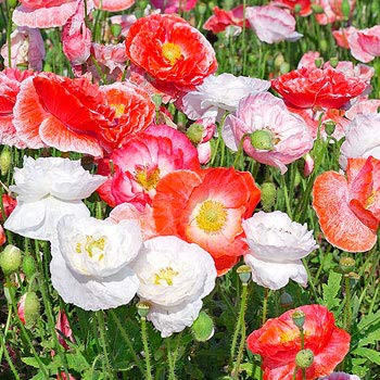 Isla's Garden Seeds Shirley Mix poppies blooming in a bed attract pollinators and brighten borders.