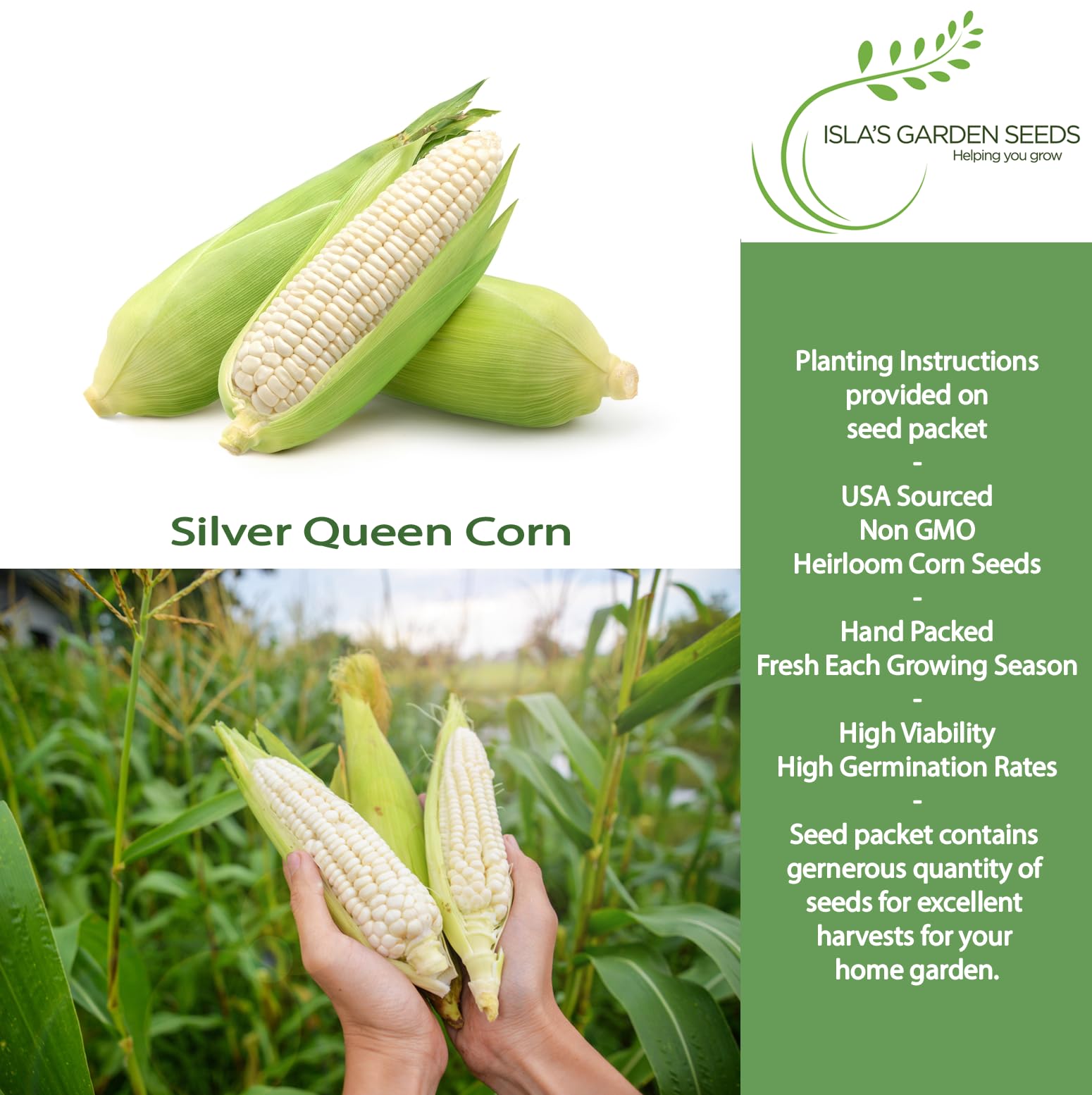 Silver Queen corn ears showing white kernels for fresh eating