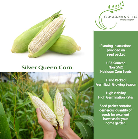 Silver Queen corn ears showing white kernels for fresh eating