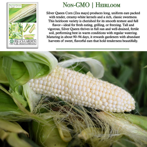 Silver Queen corn field thriving in sunlit rows