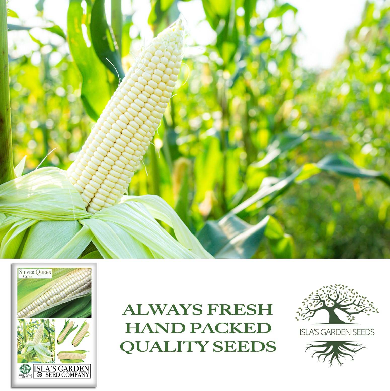 Harvest-ready ears of Silver Queen corn on the stalk