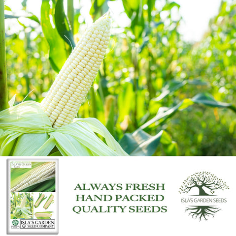Harvest-ready ears of Silver Queen corn on the stalk