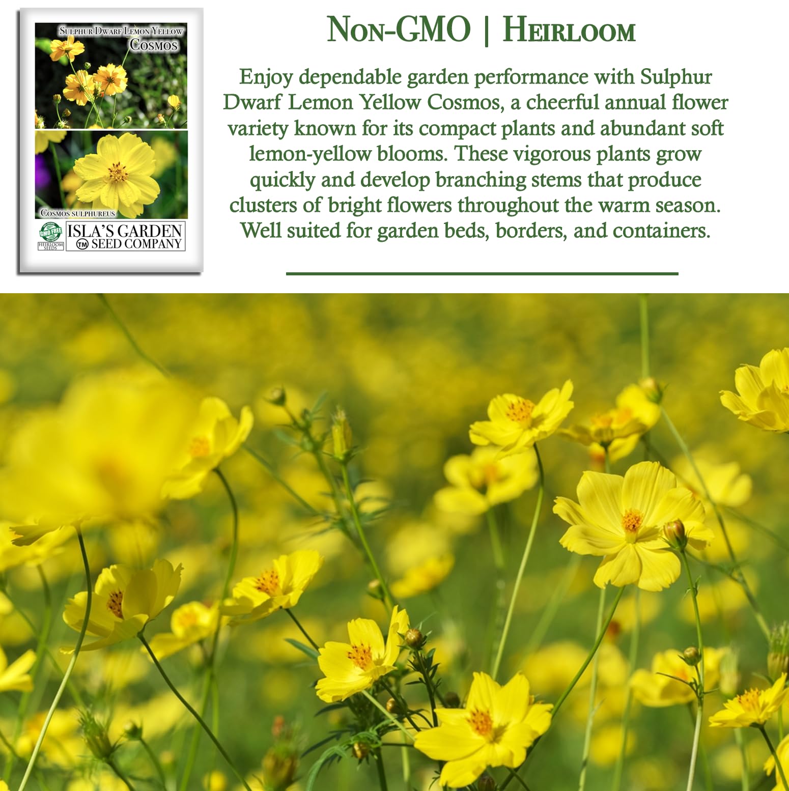 Isla's Garden Seeds soft lemon-yellow petals create cheerful daisy-like bouquets