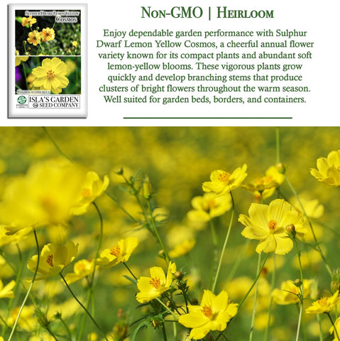Isla's Garden Seeds soft lemon-yellow petals create cheerful daisy-like bouquets