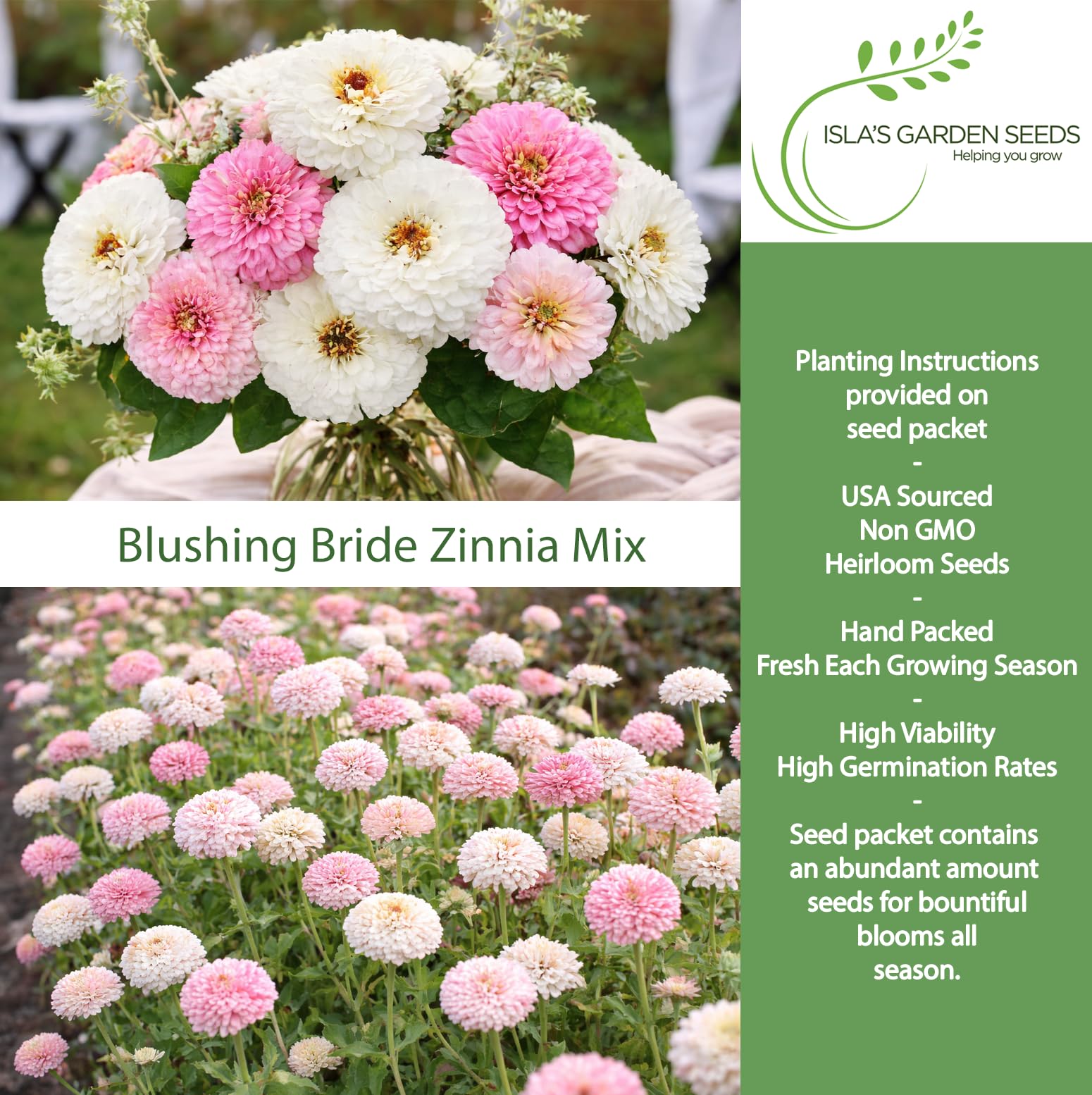 Close-up of soft white and blush pink blooms from Isla's Blushing Bride Zinnia.