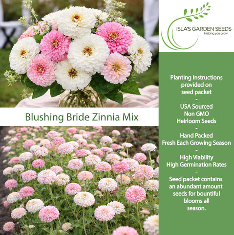 Close-up of soft white and blush pink blooms from Isla's Blushing Bride Zinnia.