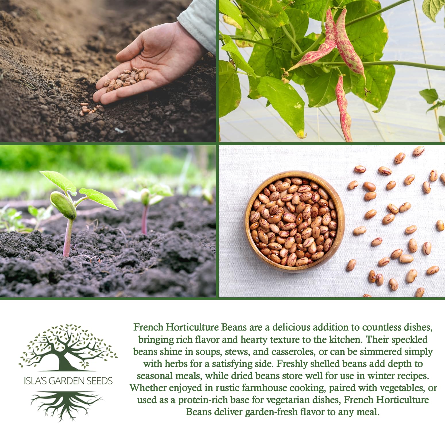 Isla's Garden Seeds ideal for soups and stews adding nutty depth.