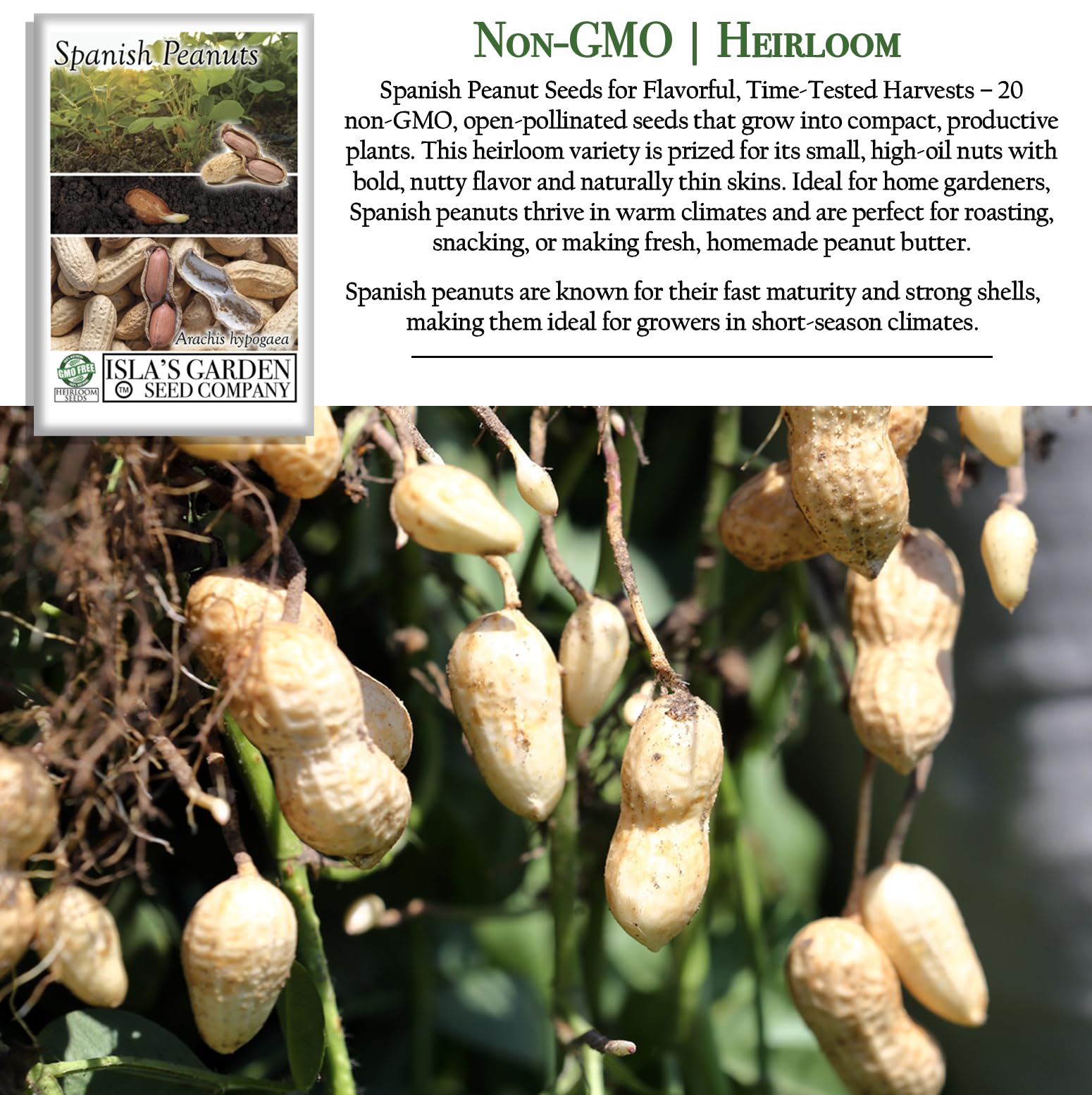 Isla’s Garden Seeds Spanish peanut seeds – high-oil nuts ideal for flavorful snacks.