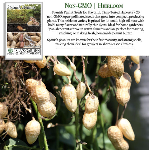 Isla’s Garden Seeds Spanish peanut seeds – high-oil nuts ideal for flavorful snacks.