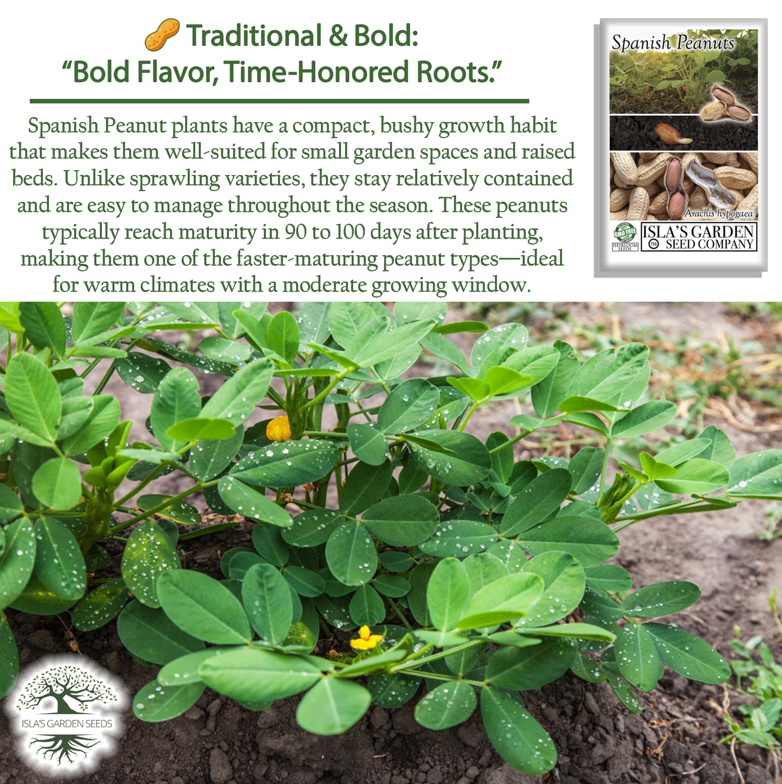 Isla’s Garden Seeds Spanish peanut seeds – compact plants suited for roasting and snacking.